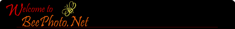 BeePhoto.Net