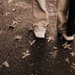 Fall Walk